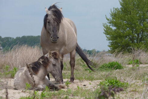 Ruige Natuur In De Millingerwaard