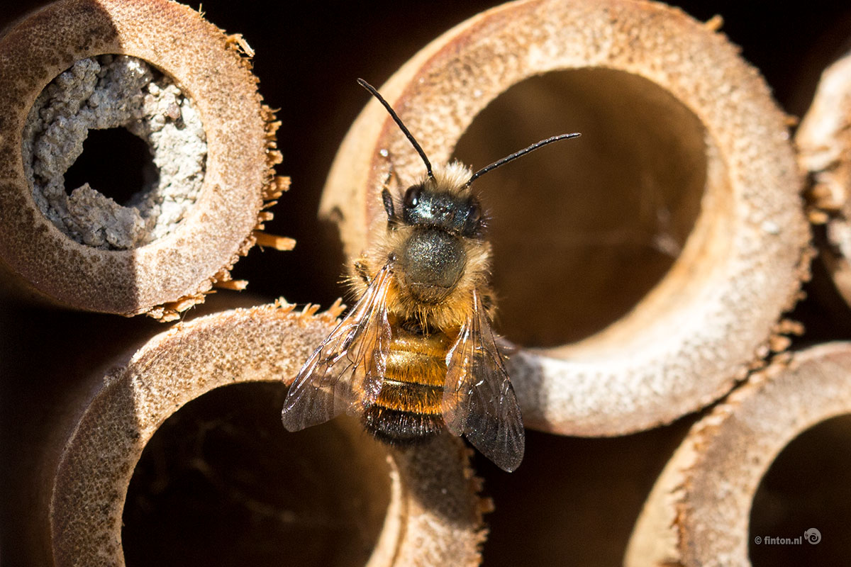 Zo Kan Jij De Bijen Helpen