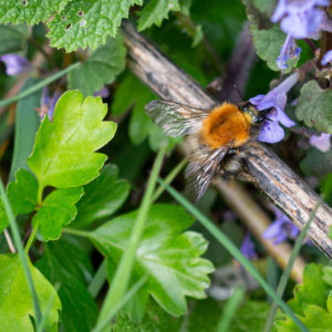Boomhommel (Bombus Hypnorum)