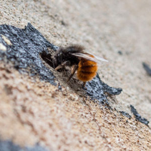 Aardhommel (Bombus Lapidarius), Gorinchem