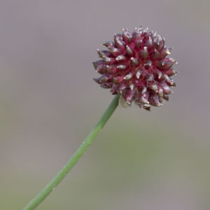 Kraailook (Allium Vineale)