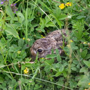 Jong Haasje Verstopt Zich In Het Gras