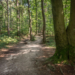 Het Prachtige Bos Van De Duivelsberg