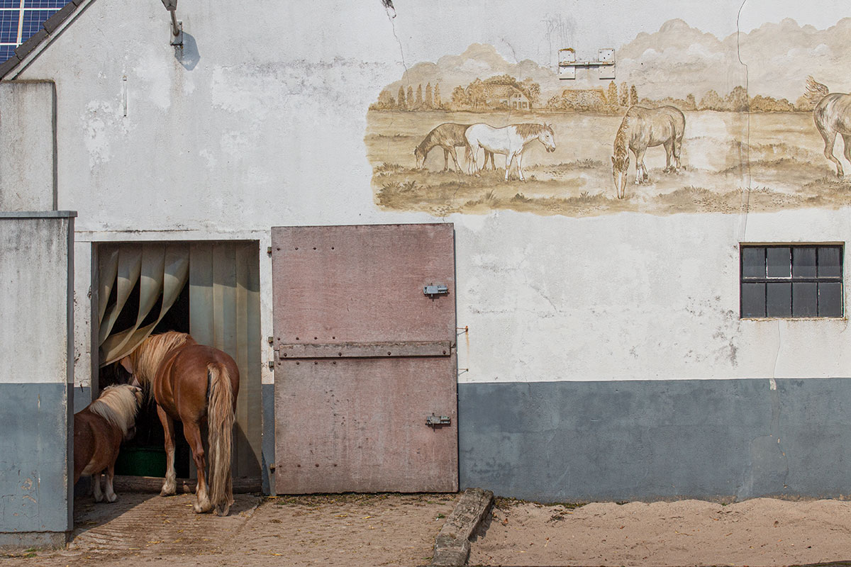 Paard en pony in Zyfflich