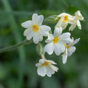 Slanke Sleutelbloem ( Primula Elatior), Bronnenbos Ubbergen