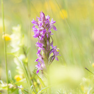 Brede Orchis