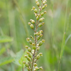 Grote Keverorchis