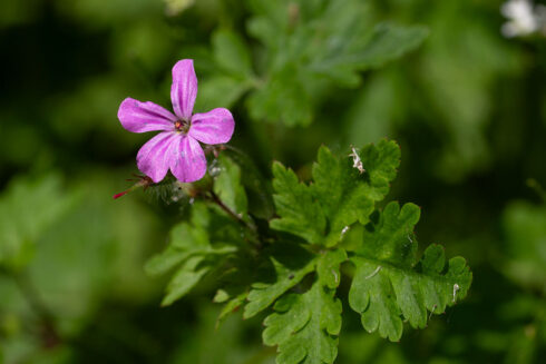 Plant Uitgelicht: Robertskruid