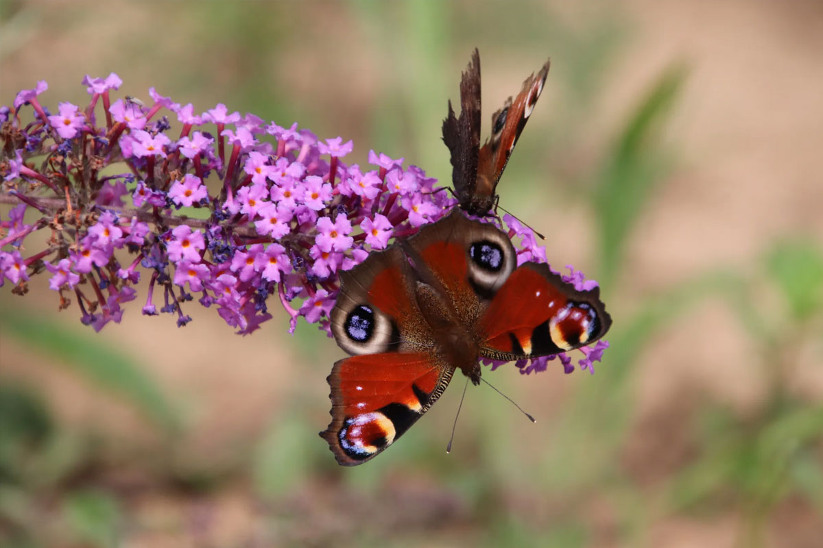 Voedselbos Lingehout: Natuurwandeling Met IVN