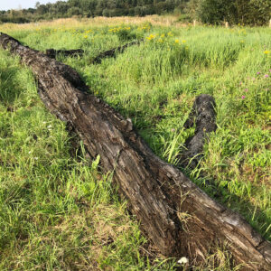 Deze Opgebaggerde Bomen Zijn Zo'n  2.000 Jaar Oud