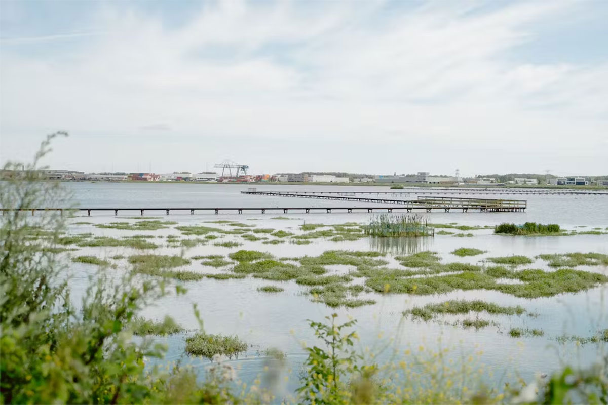 Ontdek Sophiapolder, Waddenzee In Zuid-Holland