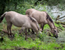 Struinen Bij De Grensmaas 4: Hochter Bampd