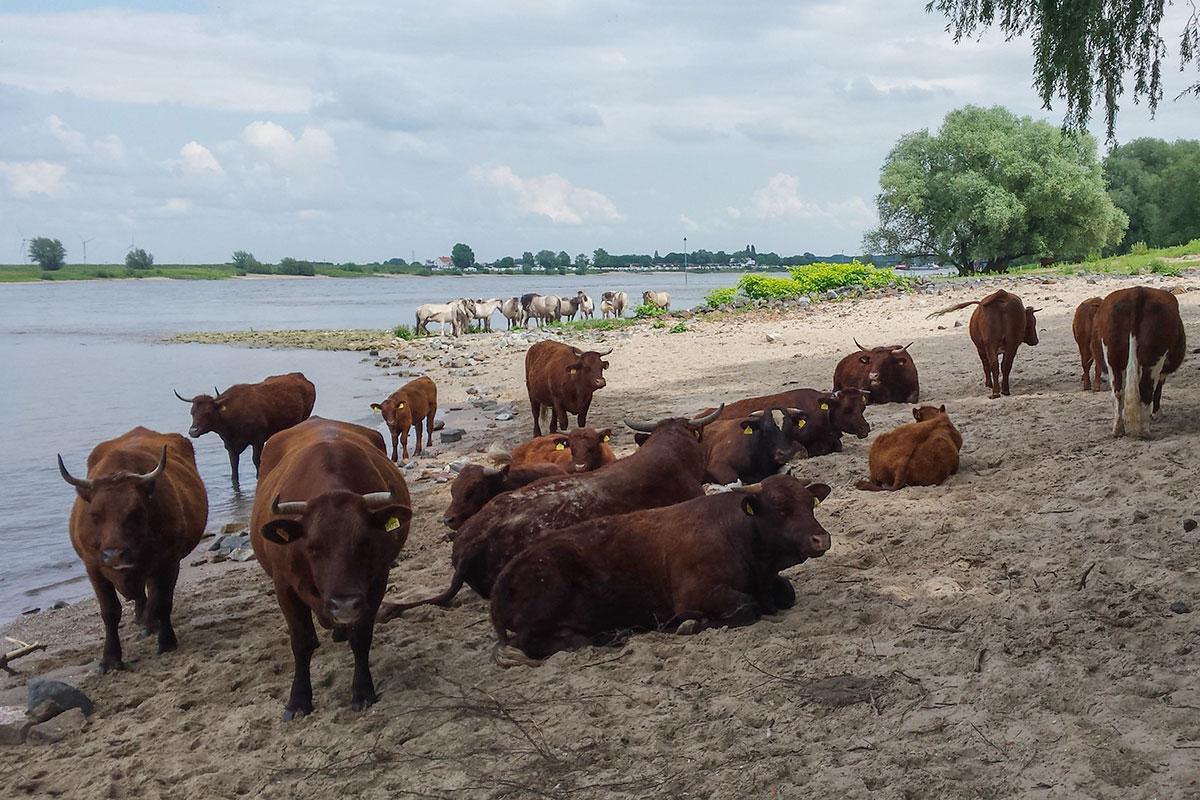 Klimaatwandeling Groen Ontmoeten