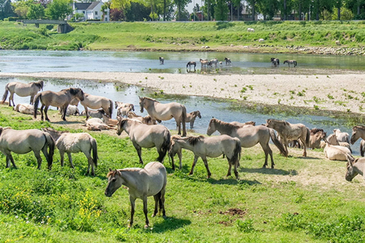 Excursie grote grazers in Rivierpark Maasvallei