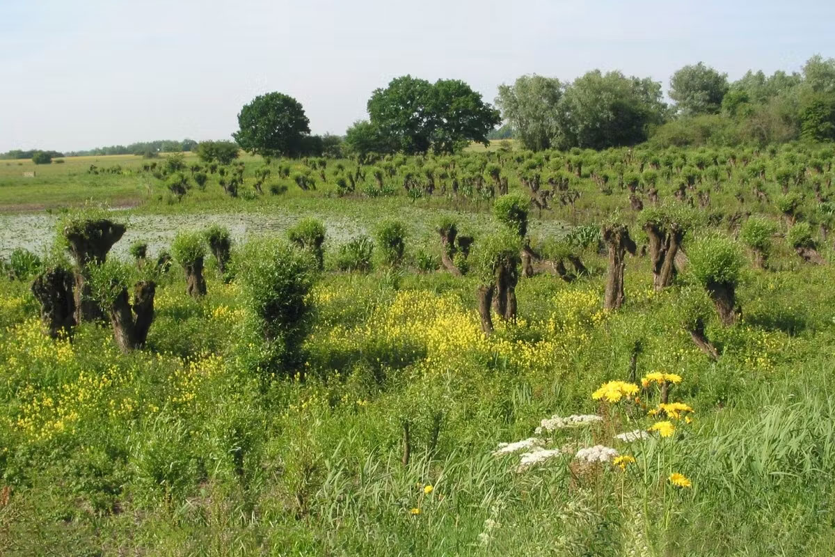 Wandeling Door De Rijswaard