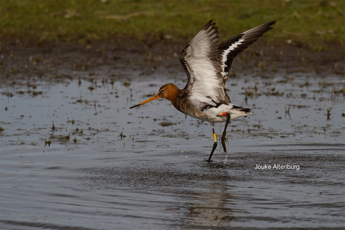 Lezing: Wetlands, parels of roestige schakels langs de flyway?