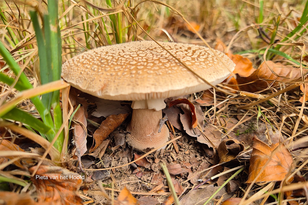 Herfstwandeling Op Landgoed Soelen