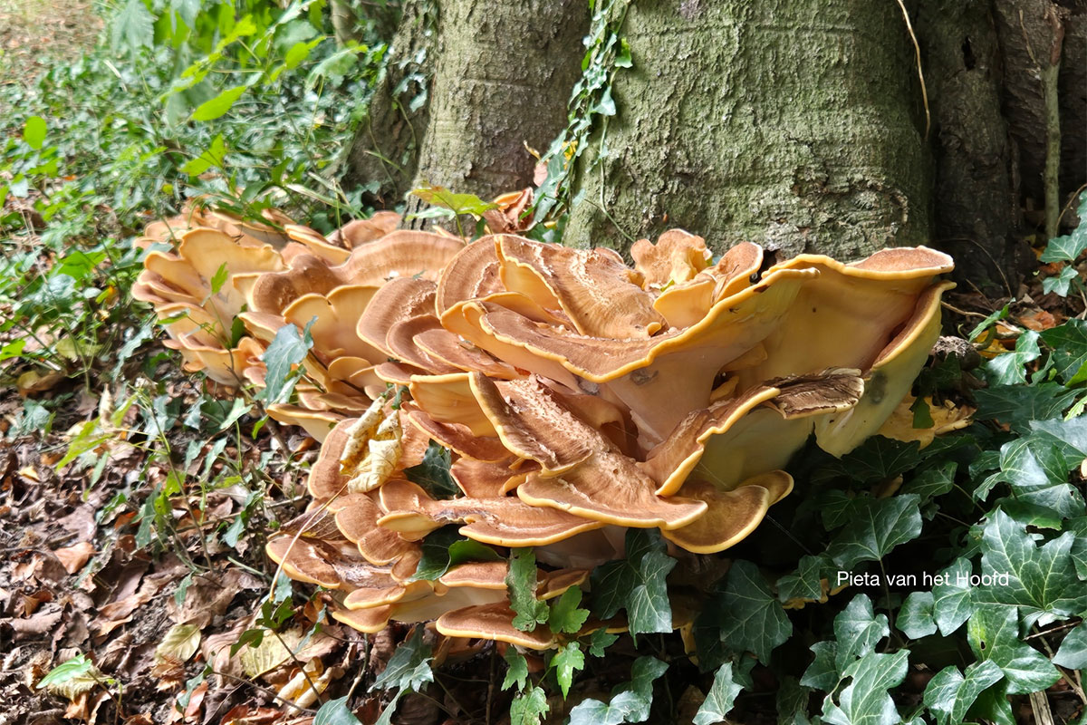 Herfstwandeling op Landgoed Soelen