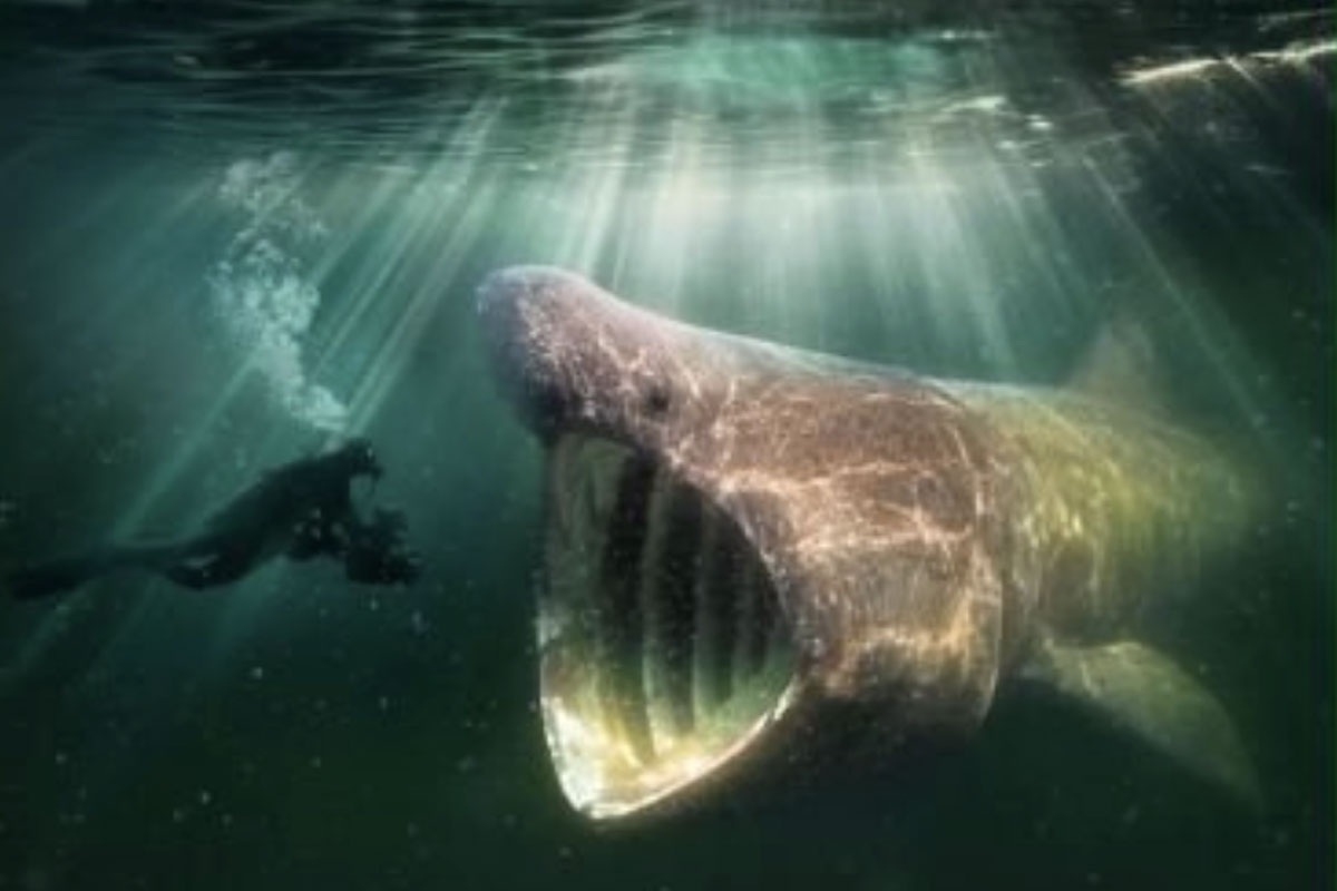 2e Kans natuurfilm "De Wilde Noordzee"